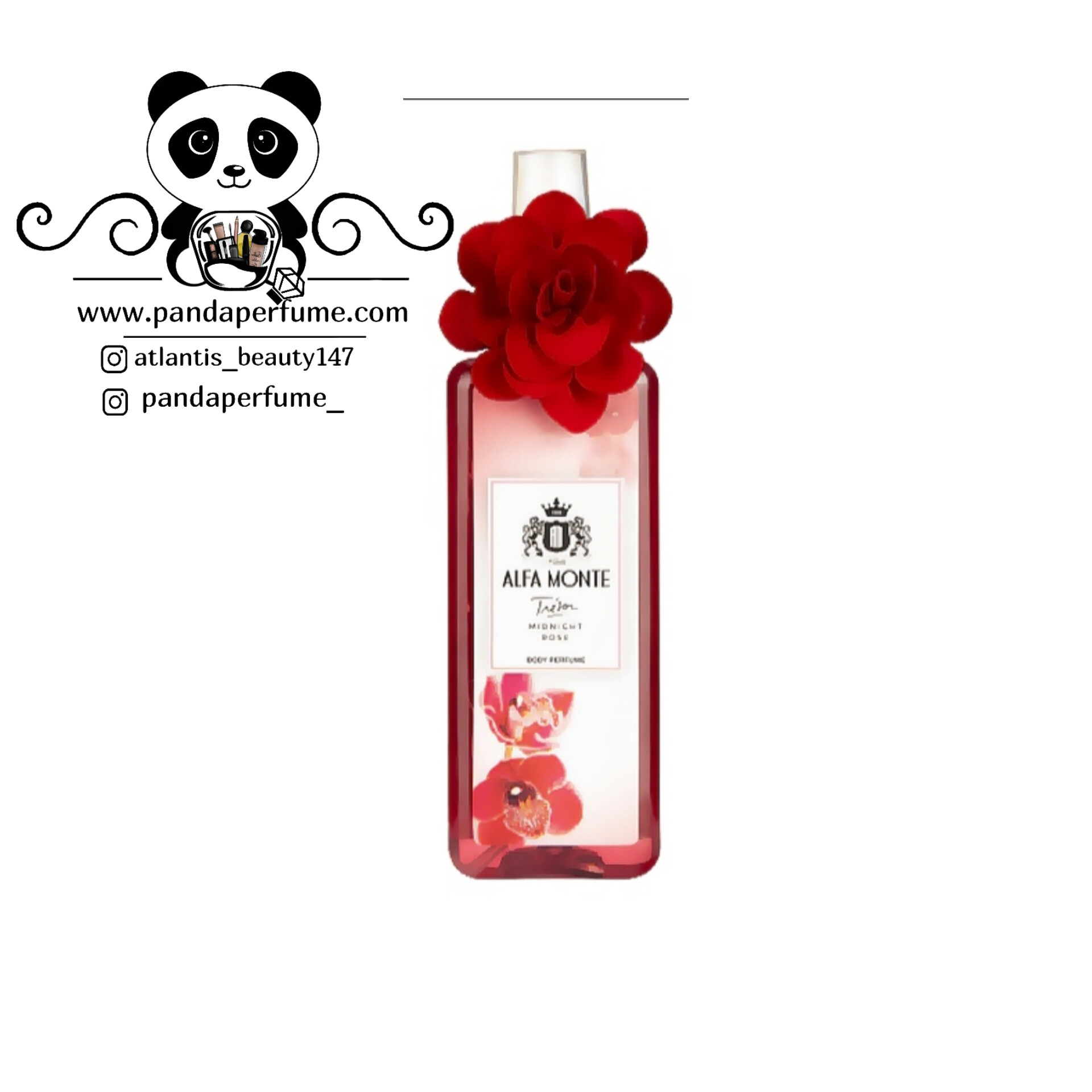 بادی پرفیوم لانکوم میدنایت رز (Midnight Rose) آلفامونته Alfa Monte